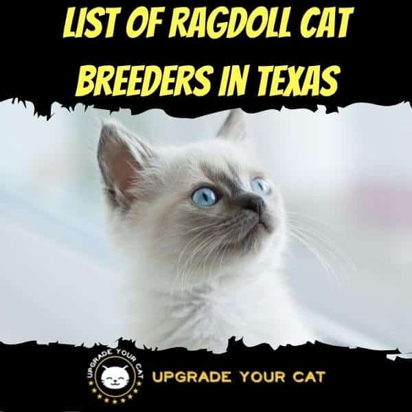 Ragdoll Cat Breeders in Texas