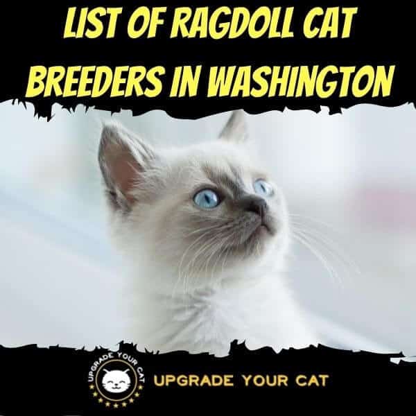 Ragdoll Cat Breeders in Washington