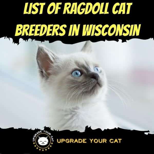 Ragdoll Cat Breeders in Wisconsin