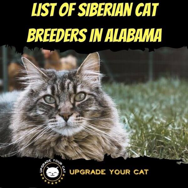 Siberian Cat Breeders in Alabama