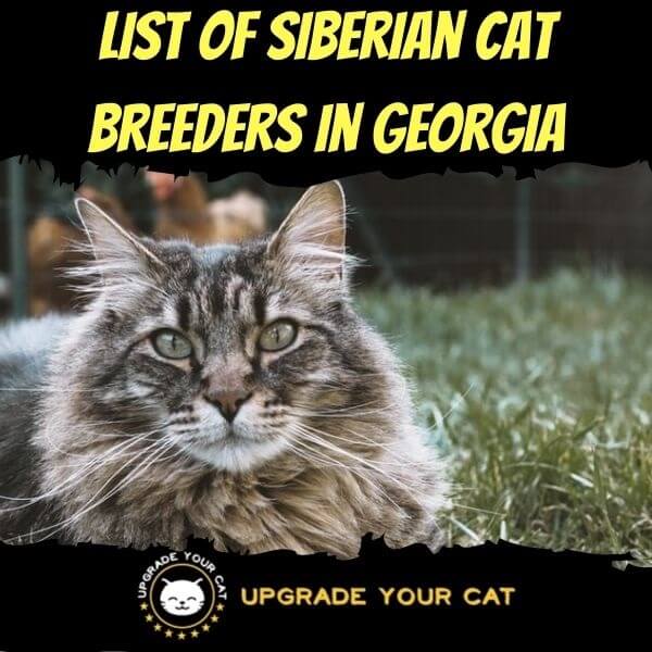 Siberian Cat Breeders in Georgia