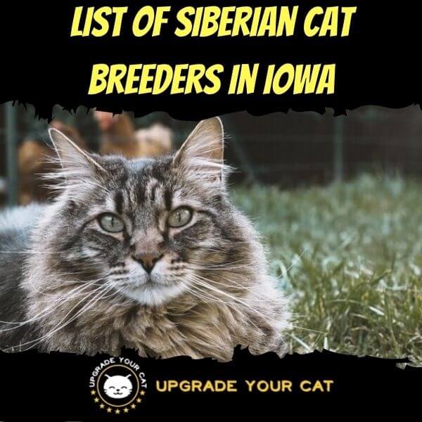 Siberian Cat Breeders in Iowa