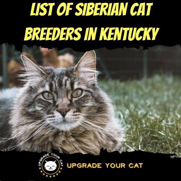 Siberian Cat Breeders in Kentucky