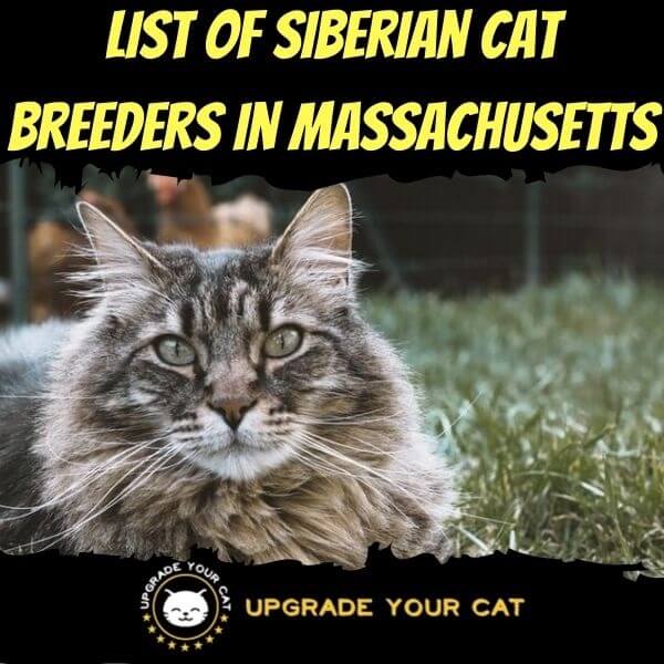 Siberian Cat Breeders in Massachusetts