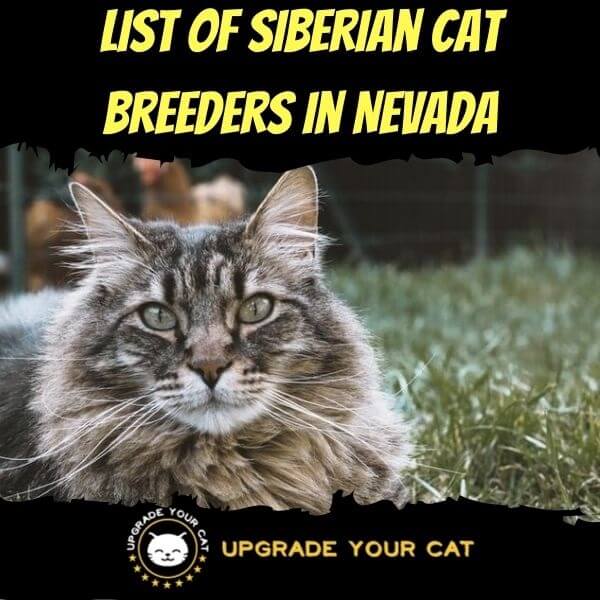 Siberian Cat Breeders in Nevada