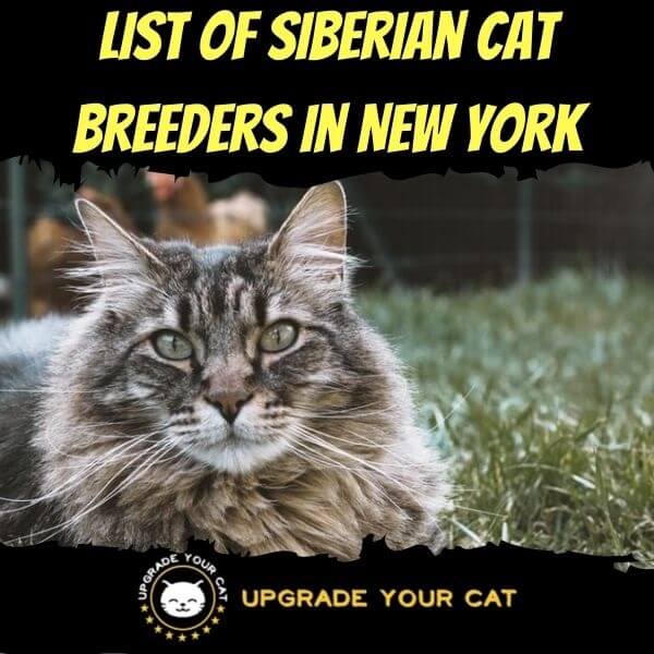 Siberian Cat Breeders in New York