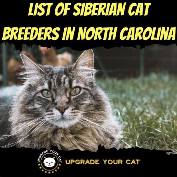 Siberian Cat Breeders in North Carolina