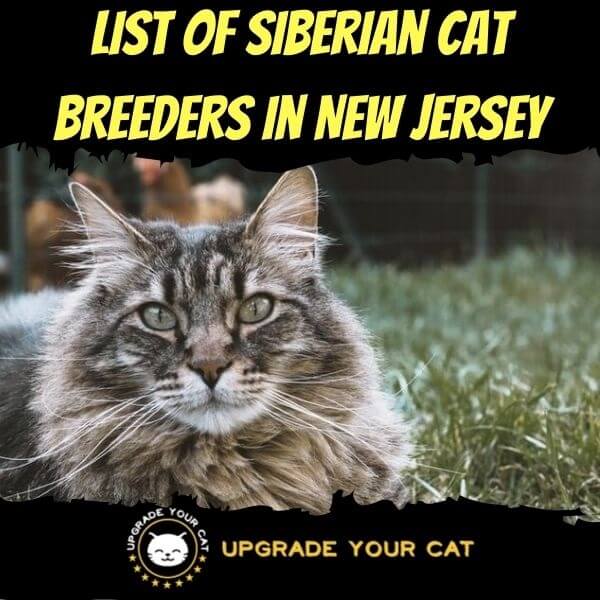 Siberian Cat Breeders in North New Jersey