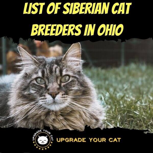 Siberian Cat Breeders in Ohio