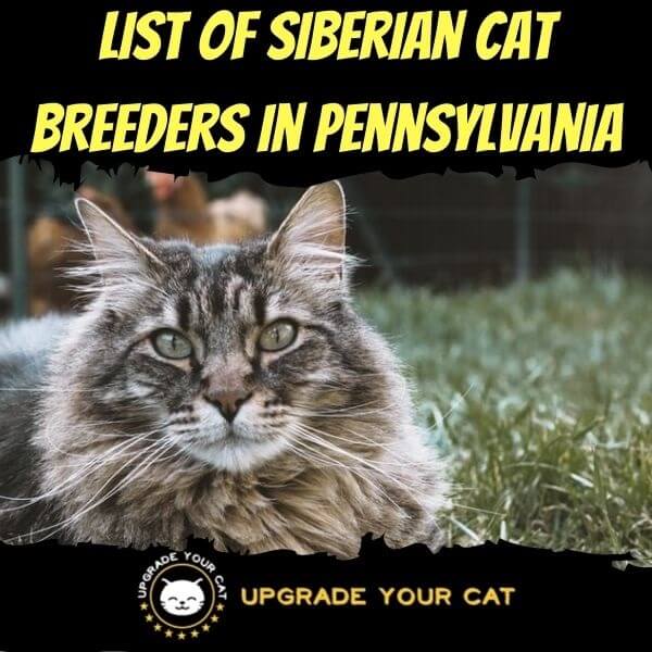 Siberian Cat Breeders in Pennsylvania