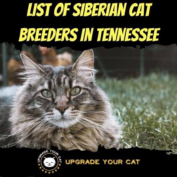 Siberian Cat Breeders in Tennessee