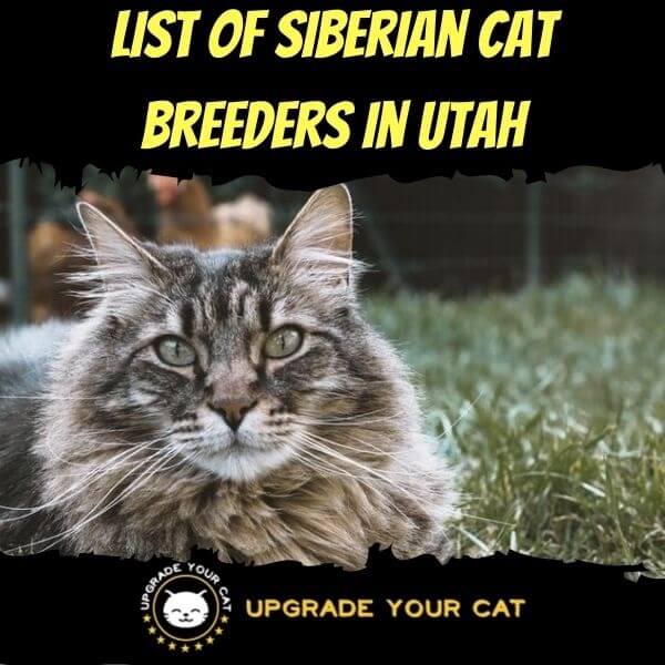 Siberian Cat Breeders in Utah