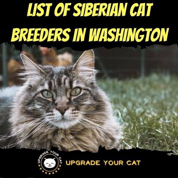 Siberian Cat Breeders in Washington