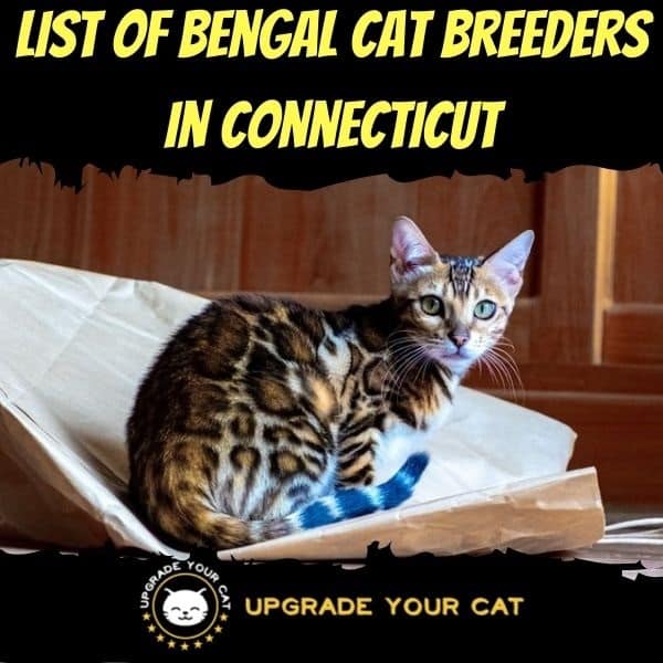 Bengal Cat Breeders in Connecticut