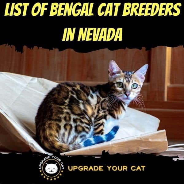 Bengal Cat Breeders in Nevada