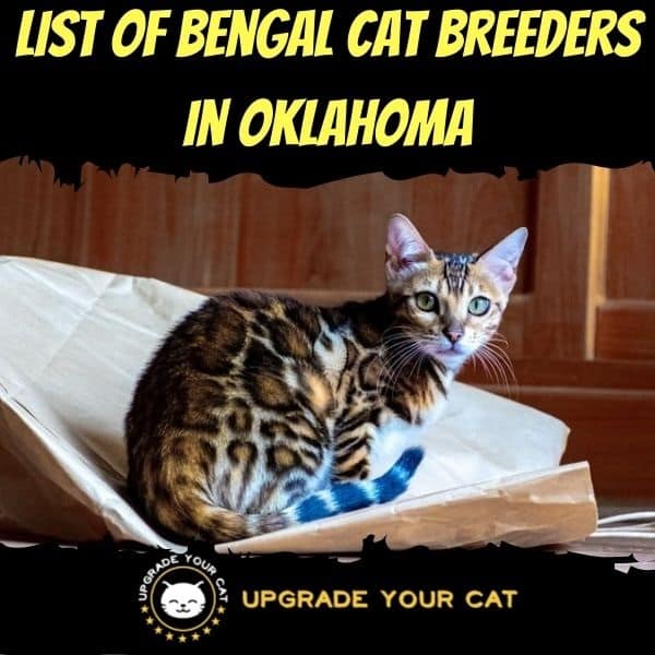 Bengal Cat Breeders in Oklahoma