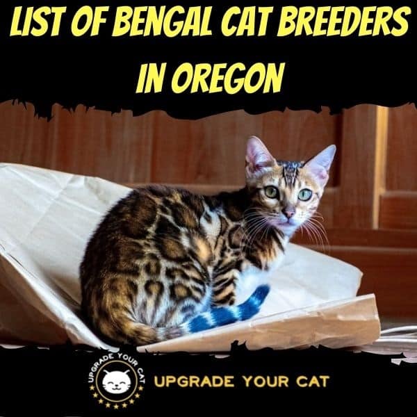 Bengal Cat Breeders in Oregon