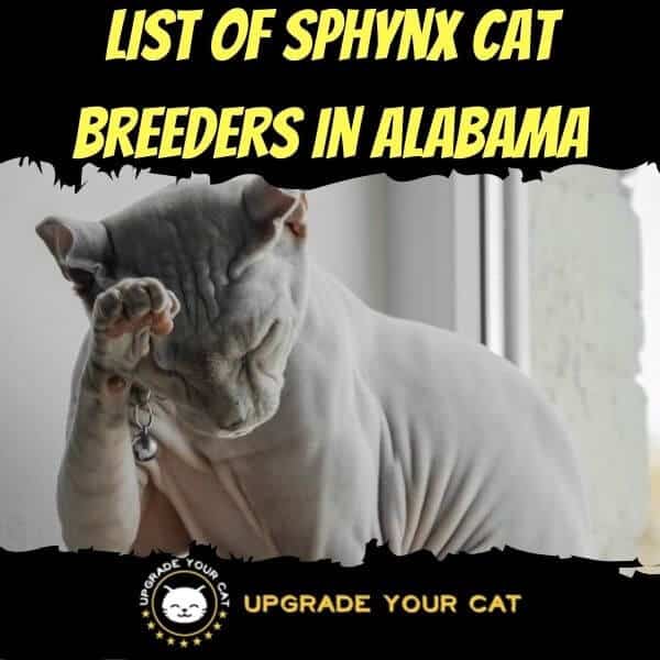 Sphynx Cat Breeders in Alabama