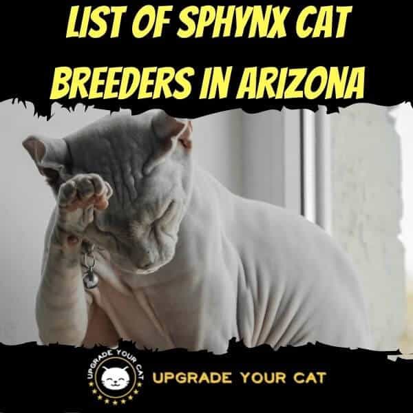 Sphynx Cat Breeders in Arizona