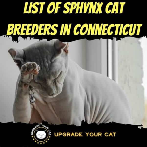 Sphynx Cat Breeders in Connecticut