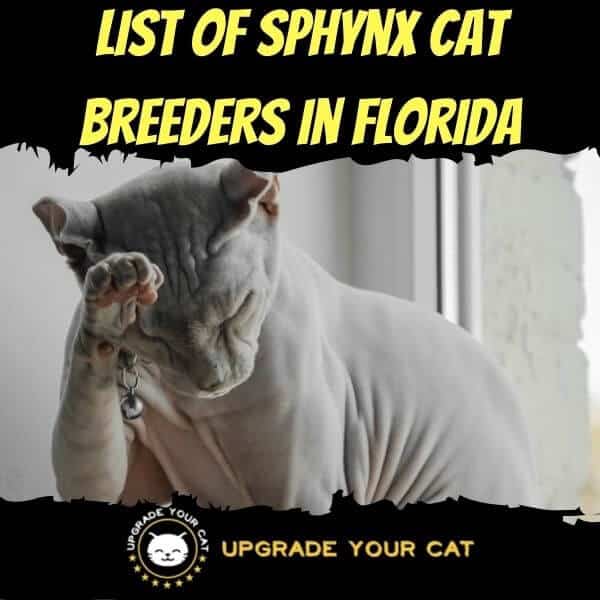 Sphynx Cat Breeders in Florida