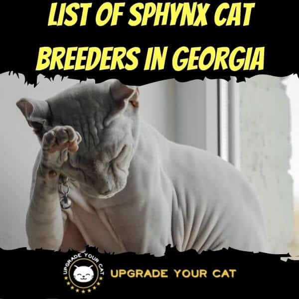 Sphynx Cat Breeders in Georgia
