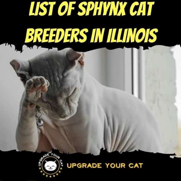 Sphynx Cat Breeders in Illinois