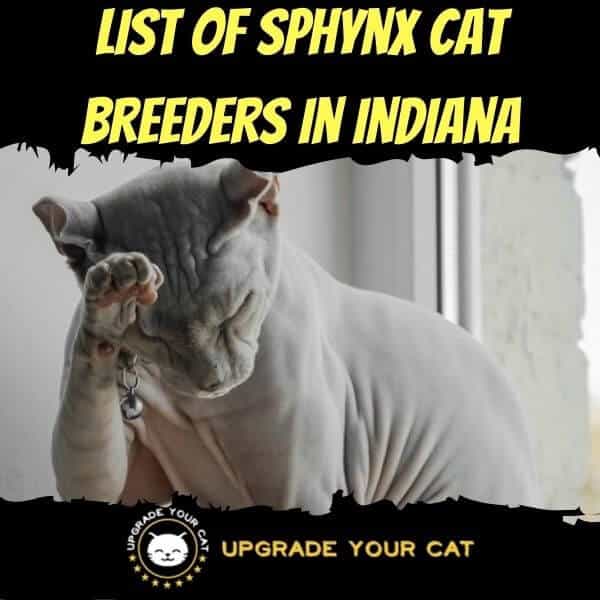 Sphynx Cat Breeders in Indiana