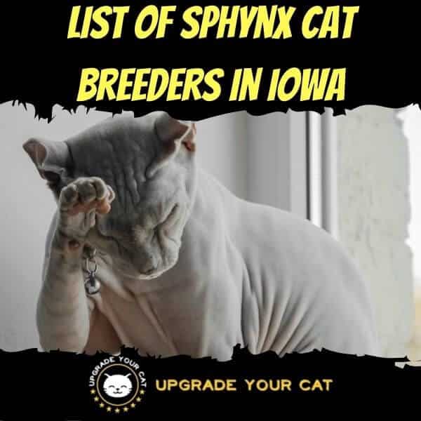 Sphynx Cat Breeders in Iowa