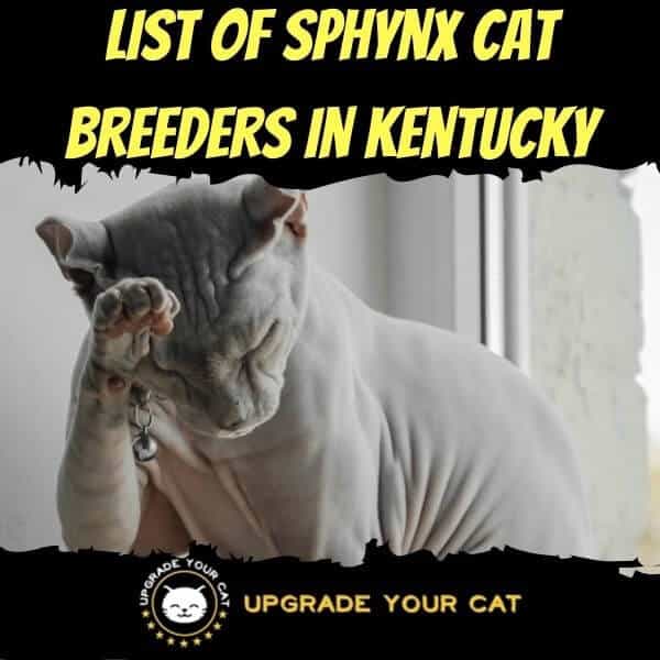 Sphynx Cat Breeders in Kentucky
