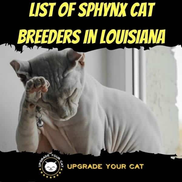 Sphynx Cat Breeders in Louisiana