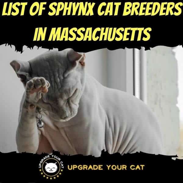 Sphynx Cat Breeders in Massachusetts