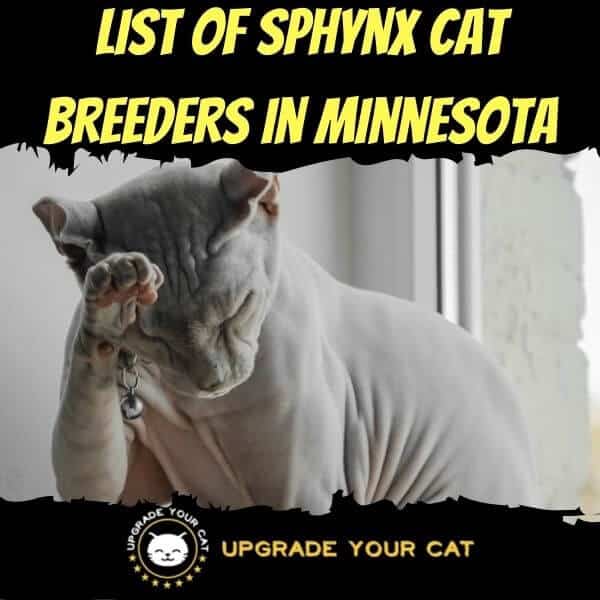 Sphynx Cat Breeders in Minnesota