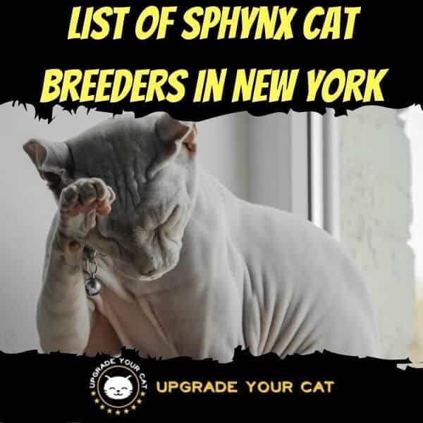Sphynx Cat Breeders in New York