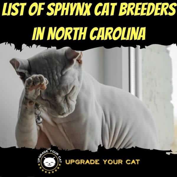 Sphynx Cat Breeders in North Carolina