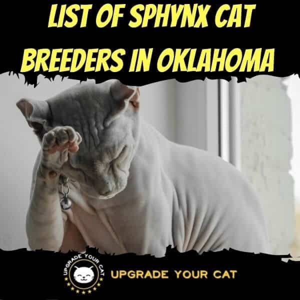 Sphynx Cat Breeders in Oklahoma