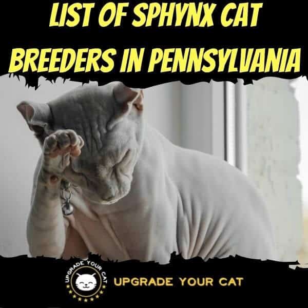 Sphynx Cat Breeders in Pennsylvania