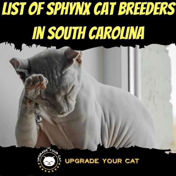 Sphynx Cat Breeders in South Carolina