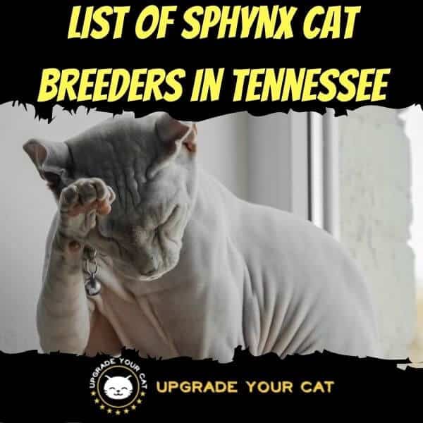 Sphynx Cat Breeders in Tennessee