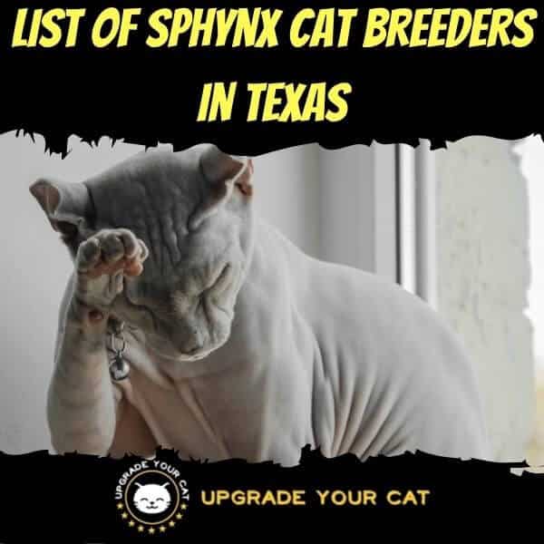Sphynx Cat Breeders in Texas