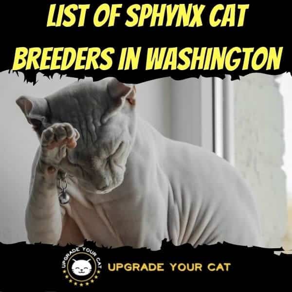 Sphynx Cat Breeders in Washington