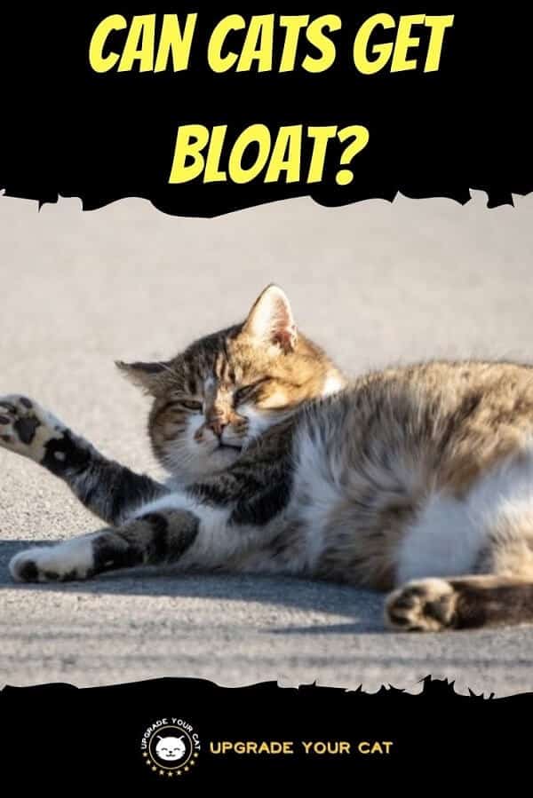 Can Cats Get Bloat