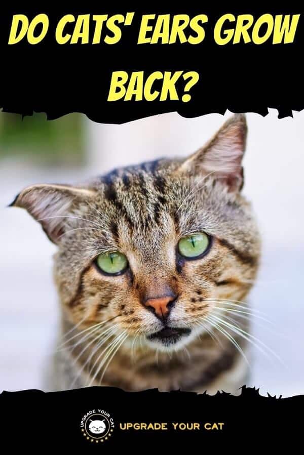 Do Cats Ears Grow Back
