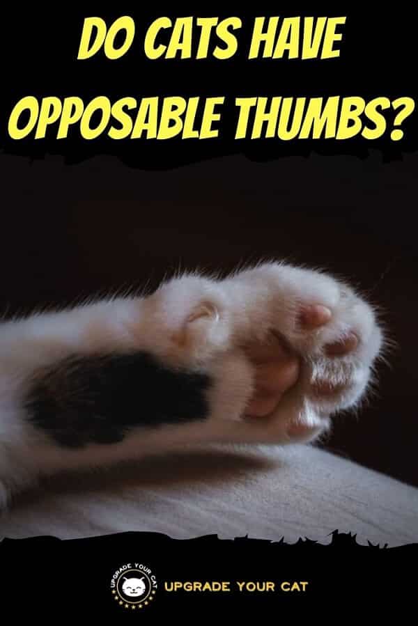 Do Cats Have Opposable Thumbs