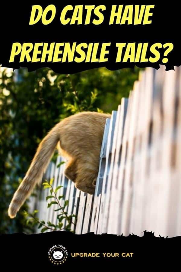 Do Cats Have Prehensile Tails