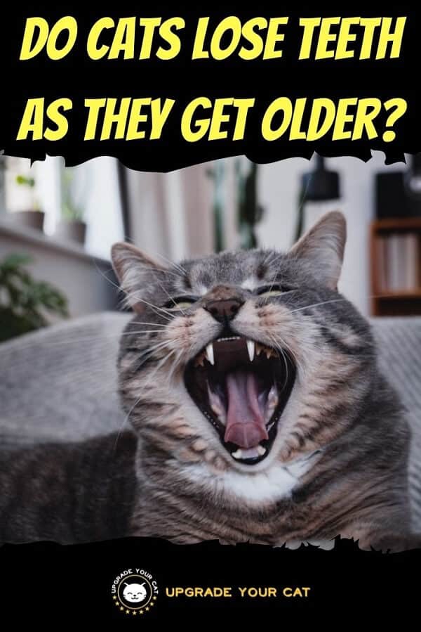 Do Cats Lose Teeth as They Get Older
