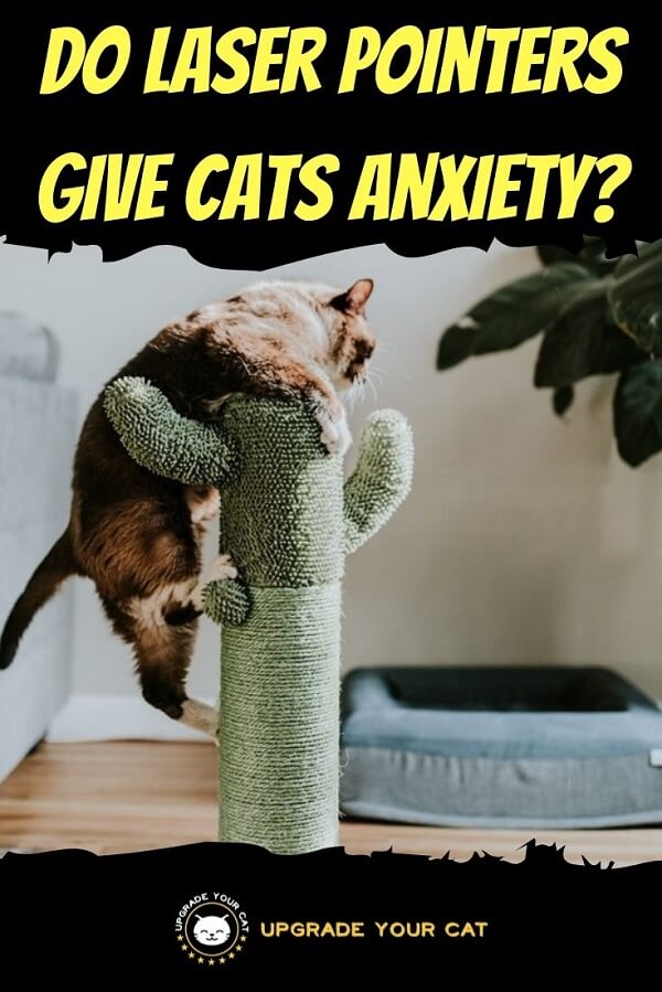 Do Laser Pointers Give Cats Anxiety