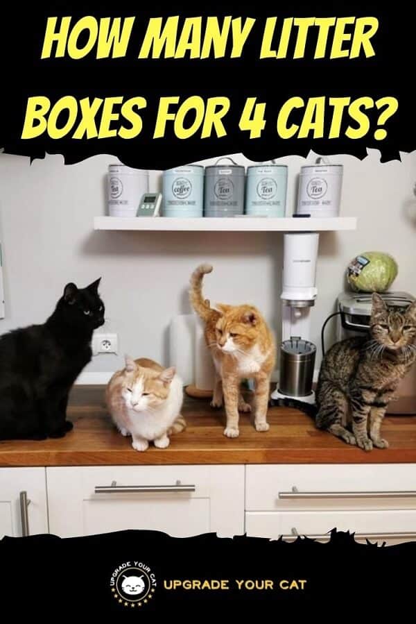 How Many Litter Boxes for 4 Cats