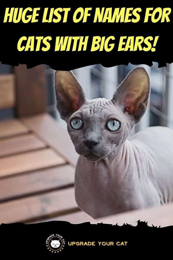 Names for Cats With Big Ears
