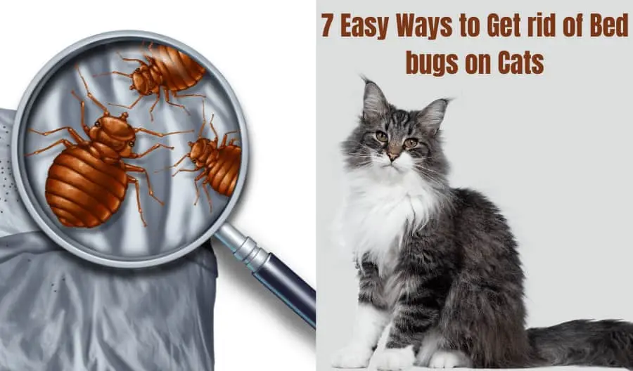 How to Get rid of Bed bugs on cats